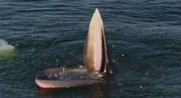 Tayland Körfezinde Balık Avlayan Balina