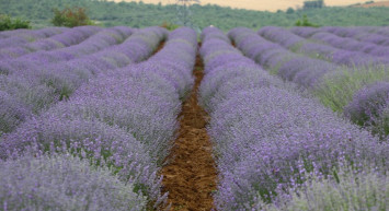 Tekirdağ Lavanta Günleri Başladı