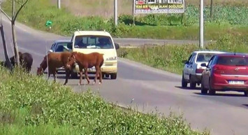 Tekirdağ'da Yola Çıkan Atlar Trafiğe Engel Oldu