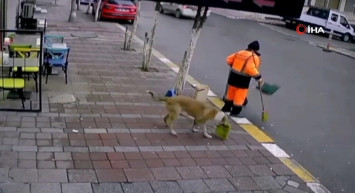 Temizlik Görevlisinin Süpürgesini Çalan Hırsız Köpek Yakalandı
