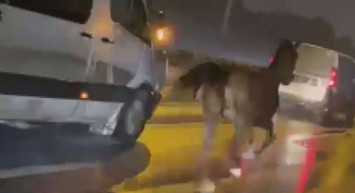 Trafikte 'AT' Şaşkınlığı: Yarış Anlatır Gibi Anlattı!