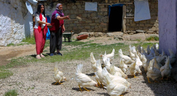 Tunceli'de Hayırseverler Köylere Canlı Tavuk Dağıttı