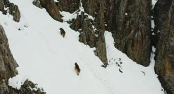 Tunceli'de Kış Uykusundan Uyanan Ayılara Drone ile Takip