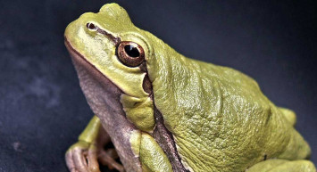Türkiye'de korku filmlerini aratmayacak olay! Musluktan kurbağa çıktı görenler gözlerine inanamadı