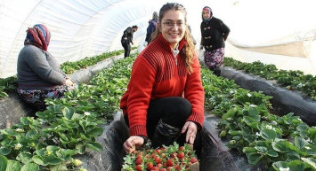 Üniversite Mezunu 22 Yaşındaki Kız Altın Değerinde Çilek Üretimine Başladı