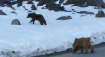 Van'da Bir Mahalleye Ayı Sürüsü İndi