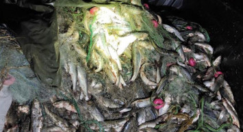 Van’da Kaçak İnci Kefali Avlayan 8 Kişi Yakalandı