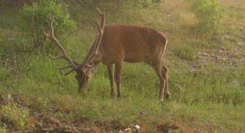 Yaban Hayatı Fotokapanla Afyonkarahisar'da Görüntülendi