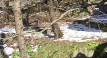 Yiyecek Arayan Bozayı Cep Telefonu ile Böyle Görüntülendi