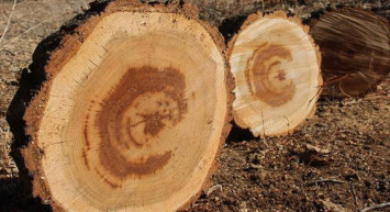 Yozgat'ta Kesilen Kayısı Ağacının İçinden Ay Yıldız Motifi Çıktı