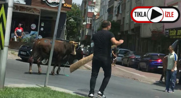 Zeytinburnu’nda Yola Atlayan Kurbanlık Dana Ortalığı Birbirine Kattı! O Anlar Kamerada