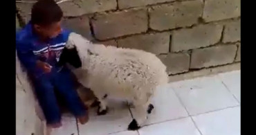 Küçük Çocukla Kuzunun Kavgası
