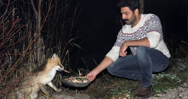 Tunceli Ovacıkta Acıkan Tilki Her Akşam Yemek Yemek İçin Turistik Tesise Geliyor