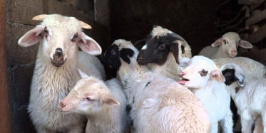 Köyüne Dönenlere Devletten Destek! İşte Detaylar