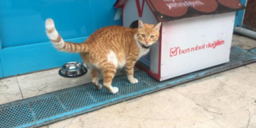Fenomen kedi market çalışanları tarafından sahiplenildi