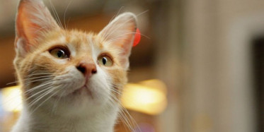 Kediyi Sünger Gibi Kullandı! Skandal Görüntüler 