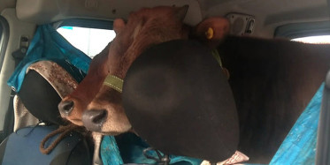 Rize'de 2 Düveyi Aracının Arka Koltuğunda Yaylaya Böyle Götürdü