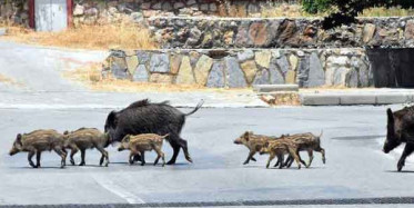 Bodrum'u Domuzlar Bastı