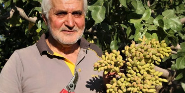 26 Yıl Önce Hobi Olarak Fıstık Yetiştirmeye Başladı, Şimdi Dünyaya İhraç Ediyor
