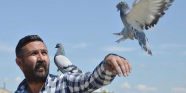300 Güvercin İçin Aldığı Araziye, 350 Bin Lira Harcadı