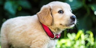 Yıllarca Beslediği Köpekle Aylar Sonra Buluştu