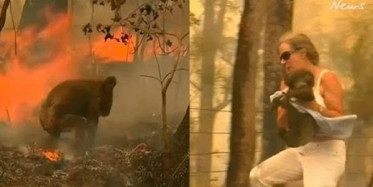 Avustralya'da Bir Kadın Koalayı Alevlerden Kurtardı!