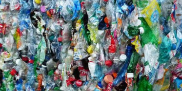 Plastik Atıkları Temizleyen Bir İnsan Değil! Masum Bir Kuğu