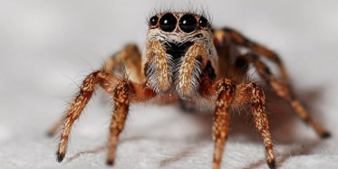 Dünyanın En Zehirli Böceği Kadının Kulağına Yuva Yapmış 