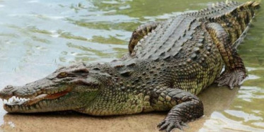 Timsahın Avını Görünce Gözlerinize İnanamayacaksınız !