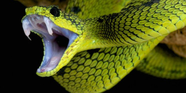 Yılanın Hayatını Kurtardı!