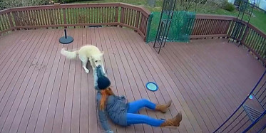 ABD'de Köpek ile Sahibinin Şaşkına Çeviren Oyunu Kamerada