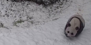 ABD'de Pandalar Karın Keyfini Çıkardı