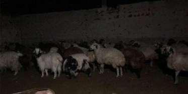 Aç Kalan Kurtlar Koyunlara Saldırdı