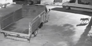 Giresun'da Aç Kalan Kurt Şehre İndi!