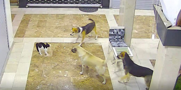 Adana’da Kedi, Yavrusuna Saldıran 3 Köpeği Kovaladı