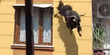 Adana’da Kurbanlık Keçi Çatıdan Düştü!