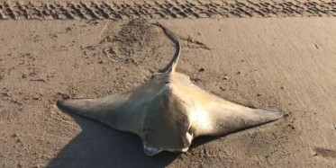 Adana’da Sahilde Görülen Vatozun, Su Dökünce Yaşadığı Anlaşıldı!