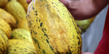 Adana'da Sıcaklık 40 Derece: Meyve ve Sebzelere Zarar Verdi