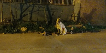 Adana'da Sokak Köpeğinin Yürek Burkan Görüntüsü