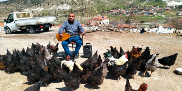 Afyonkarahisar'da ilginç olay! Tavuklarına konser veren adam