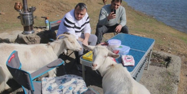 Alibeyköy'de Acıkan Keçiler Tebessüm Ettirdi