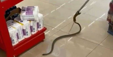 Alışverişe Gittikleri Markette Rafların Arasından Yılan Çıktı