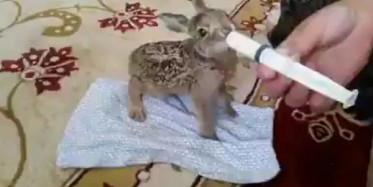 Biberonla Beslenen Sincap