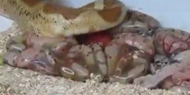 Boa Yılanının Doğum Anına İnanamayacaksınız! İşte O Anlar...