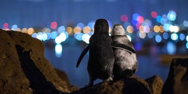 Amerika'da Penguenler Tartılmak İçin Birbiriyle Yarıştı