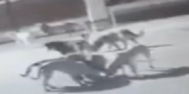 Ankara'da 7 Köpeğin Hamile Kediyi Öldürdüğü Anlar