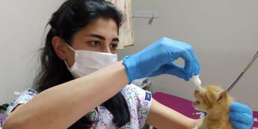 Anne Kedi Yavrularını Doktora Götürdü