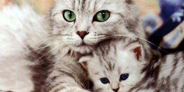 Anne ve Yavru Kedinin Sevimli Anları