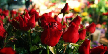 Anneler Günü Çiçekçileri Hareketlendirdi