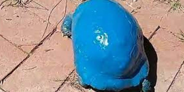 Antalya'da Maviye Boyanan Kaplumbağa İle İlgili Soruşturma Başlatıldı